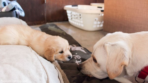 Archer vs Six week old Golden Retriever puppy