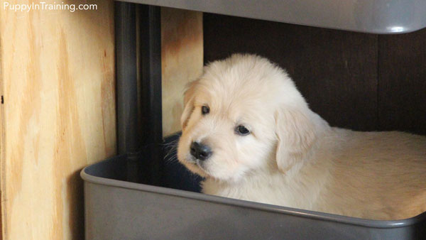 Our little Golden puppy in hiding.