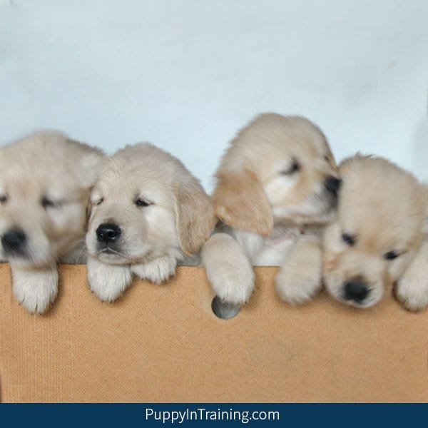 Golden Retriever Puppies Week 7