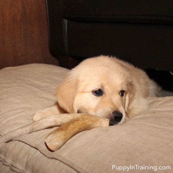 Golden Retriever puppy and his deer antler.