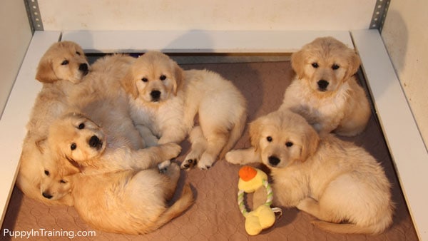 Golden puppies just chillin'