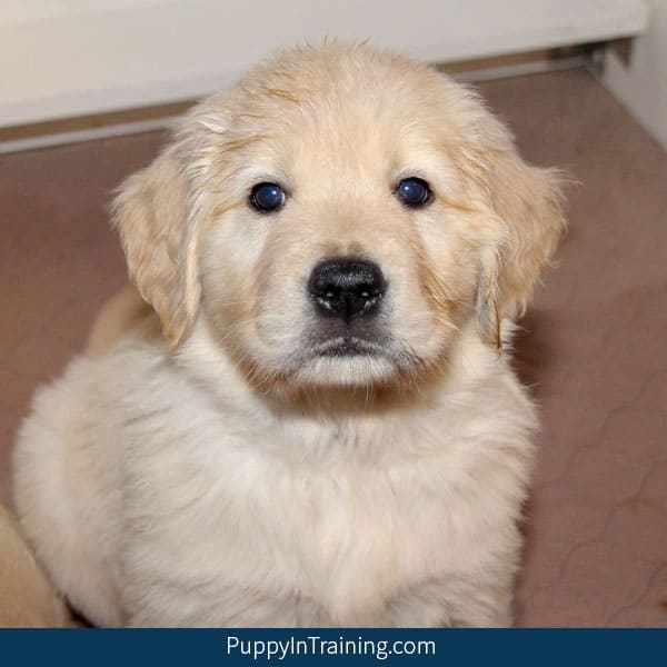 One Seven Week Old Golden Retriever Puppy!