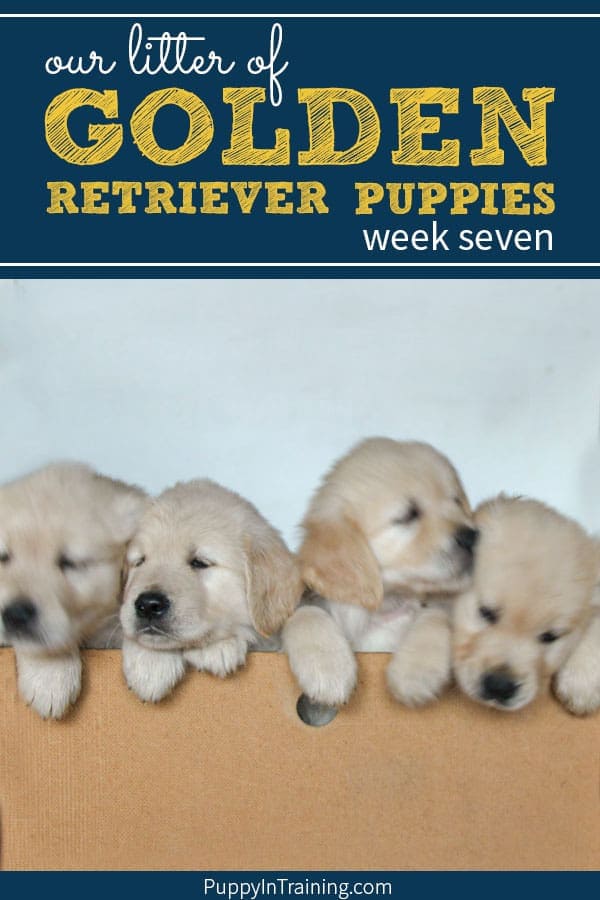 Our litter of Golden Retriever puppies week 7. We’re still loving on the glorious puppy piles. A big development this week in puppy agility. These pups are now able to escape the whelping box. Gulp…please pray for us :) #goldenretrieverpuppy #litterofgoldens #puppyintraining #goldenretrievers #goldenpuppies