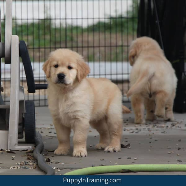 Our litter of Golden Retriever pups - Week 8