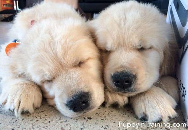 Awww...Cuddly Golden Retriever puppies!