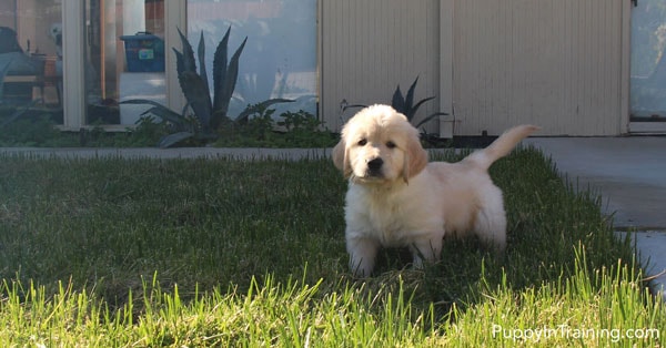 The Golden Bear Puppy - Checking out different surfaces.