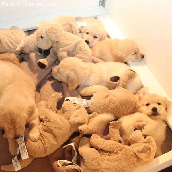 Golden puppy pile x2 - Can you tell which are real?