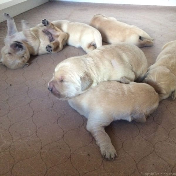 A Golden Retriever Puppy Pile!