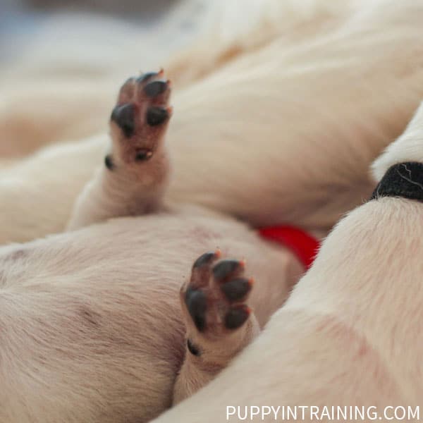 One Week Old Golden Puppy - Keeping his head warm