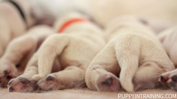 One Week Old Golden Retriever Puppy Butts