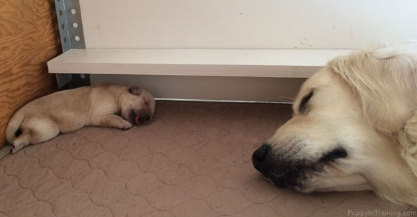 Mama and Golden Retriever Puppy face to face.