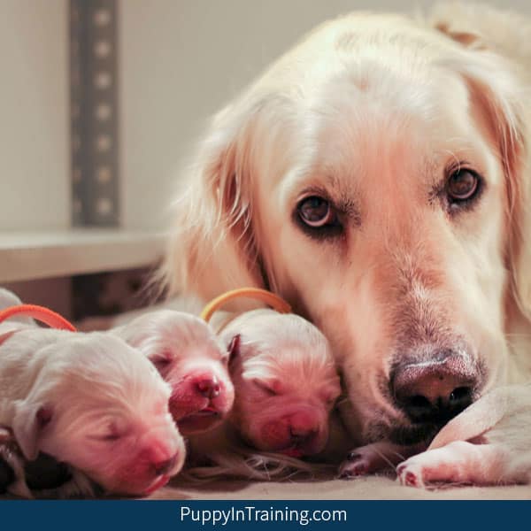 Our litter of Golden Retriever Puppies Week One