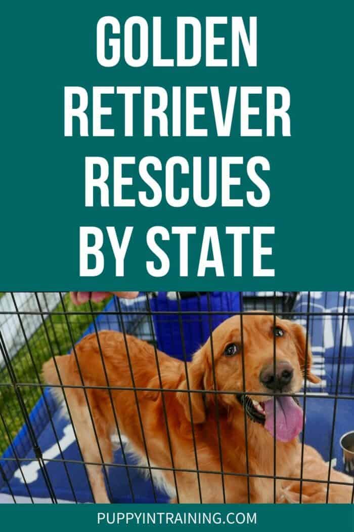 Golden Retriever Rescues By State - Golden Retriever standing behind a gate.