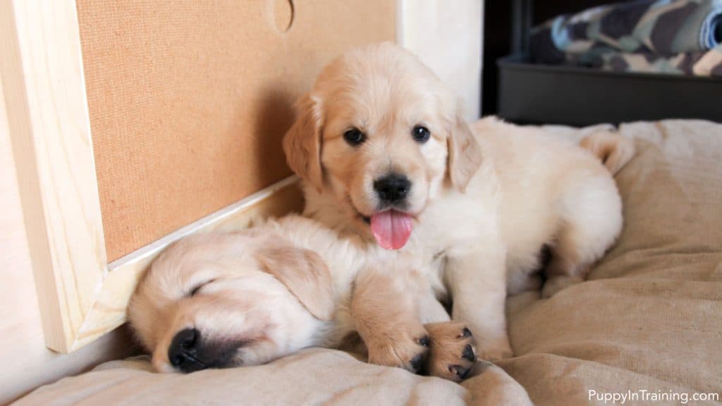 Golden Retriever siblings at 6 weeks old