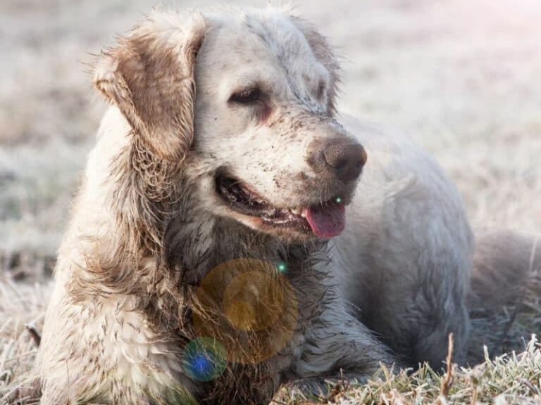 Why Does My Golden Retriever Smell?