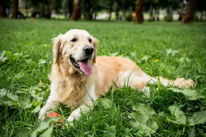 Golden Retriever Vs Goldendoodle