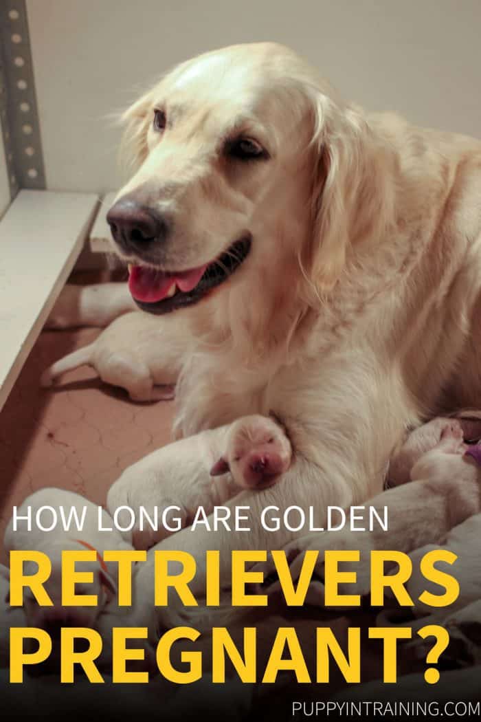 How Long Are Golden Retrievers Pregnant? - Raven with her litter of 8 puppies