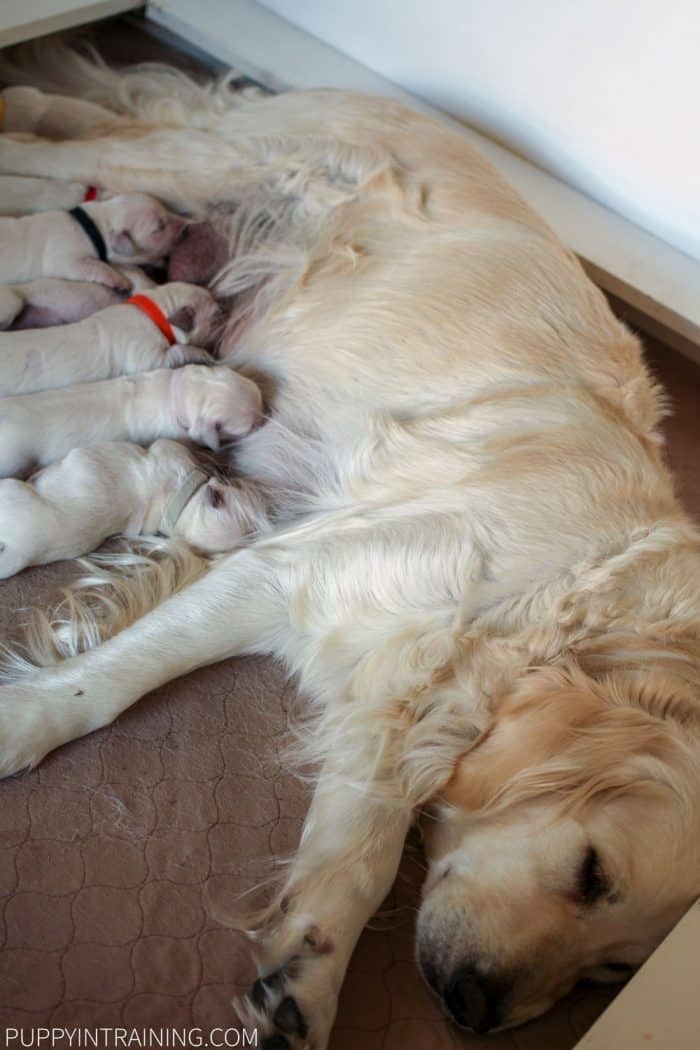 Raven and her Golden Retriever puppies days after being born.