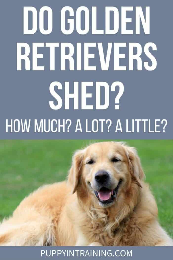 Do Golden Retrievers Shed? How Much? A Lot? A Little? - Golden lying in a field grass.