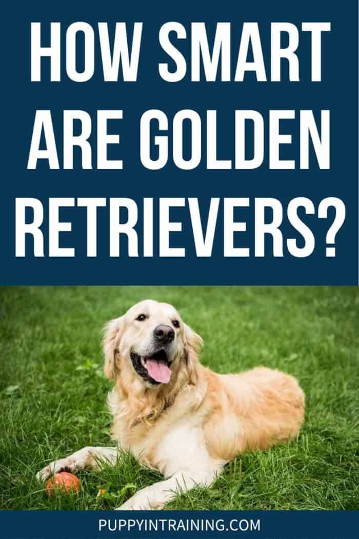 How Smart Are Golden Retrievers - Golden Retriever lying in the grass