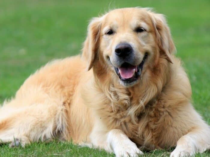 Golden Retriever lying in a field of grass.