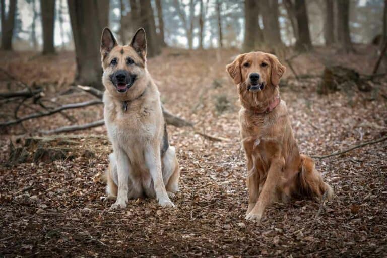 Golden Shepherd