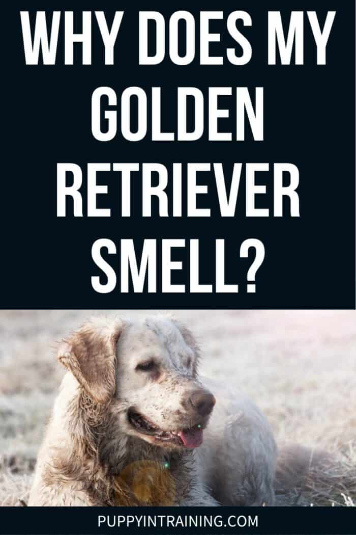 Why Does My Golden Retriever Smell? - Stinky Golden lying on the ground.