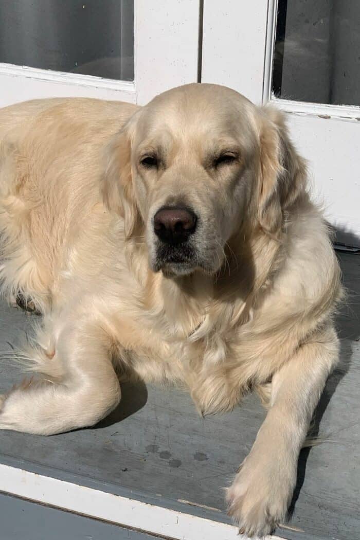 Golden Retriever Sunbathing