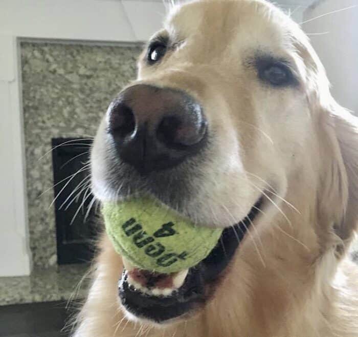 Golden Lucy with a tennis ball. Unfortunately, she loved to chew on them.