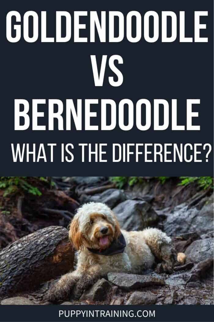 Bernadoodle vs Goldendoodle - muddy doodle dog lying on rocks