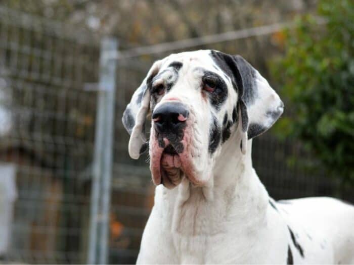 White and black Great Dane head