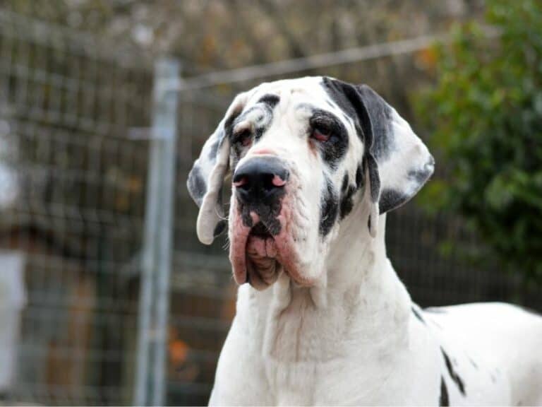 So You Want A Great Dane?