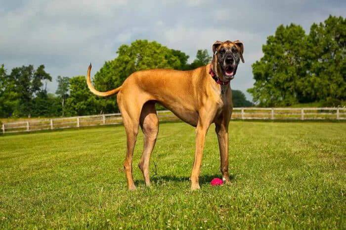 Great Dane Names