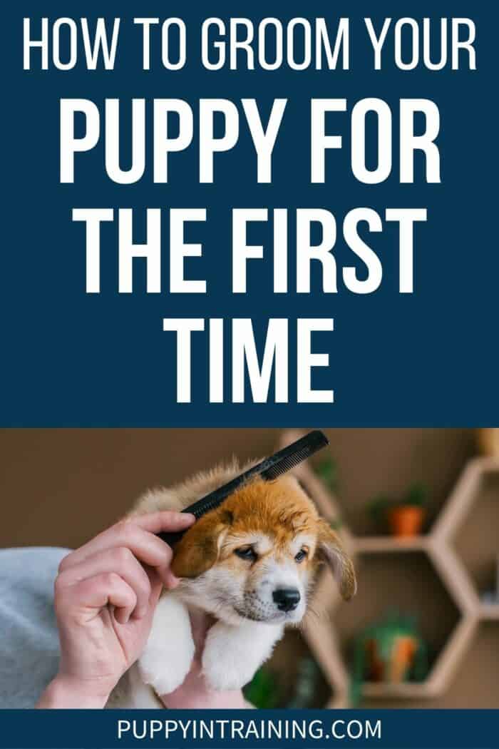 How To Groom Your Puppy For The First Time - puppy getting his fur brushed