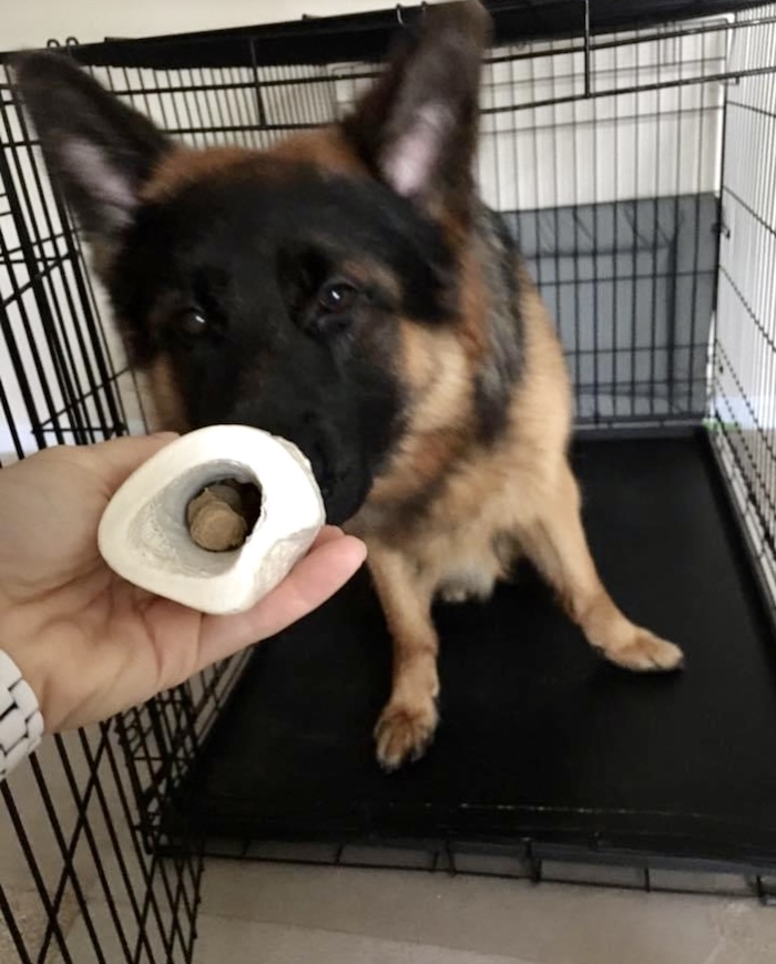 GSD puppy Stanley in his crate sans bedding