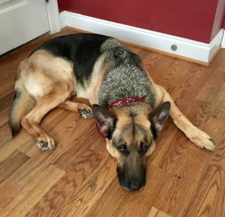 GSD Relaxing on wood floors