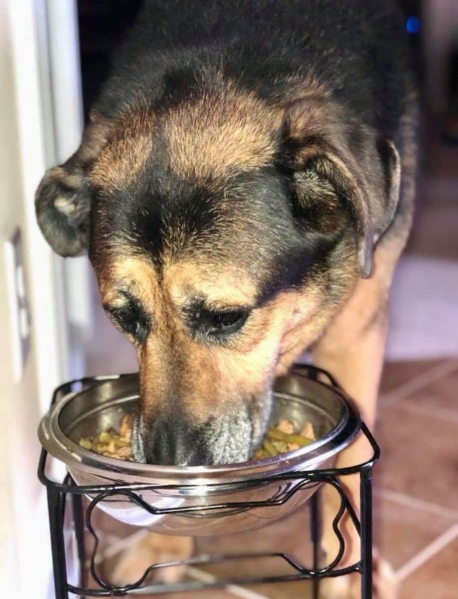 Pet sitting client Oakley had her kibble topped off with green beans for extra moisture