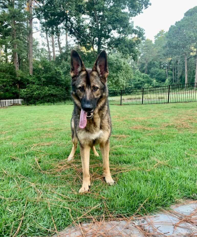 GSD in the grass