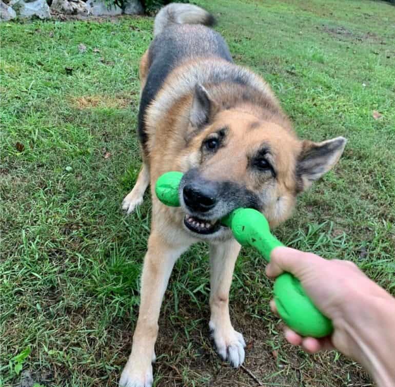 GSD playing with green toy