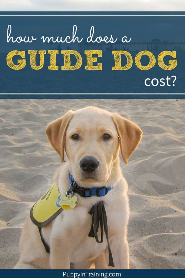 How much does a Guide Dog cost? Answer: It’s not cheap and it will vary by organization. We’ve been raising Guide Dog puppies for over 12 years now and most people’s jaws drop to the floor when they find out the total cost of a Guide Dog. #guidedog #assitancedog #guidedogcost #guidedogpuppy #guidedogintraining #puppyintraining