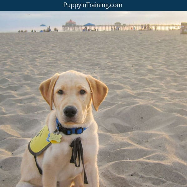 How much does a Guide Dog cost?