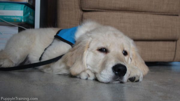 Our little puppy in training someday hopes to be a Guide Dog.