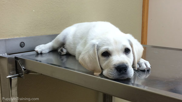 Ongoing puppy costs can be expensive. Especially considering vet bills and lifetime cost.