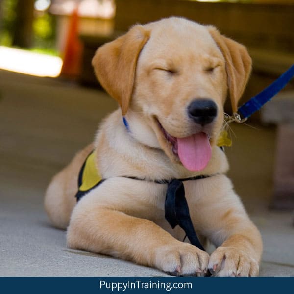 What is the total cost for a Guide Dog?