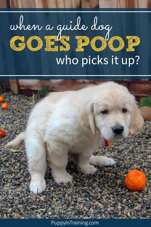 Who picks up guide dog poop? Puppy going poop