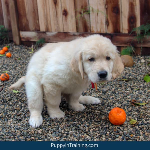 Who picks up Guide Dog poop?