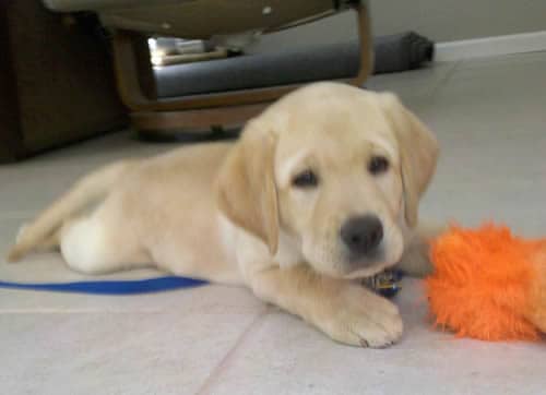 Guide Dog Puppy