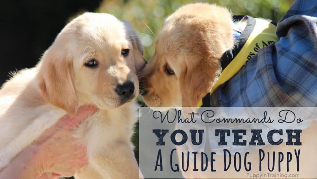 What do you teach a guide dog puppy in training?