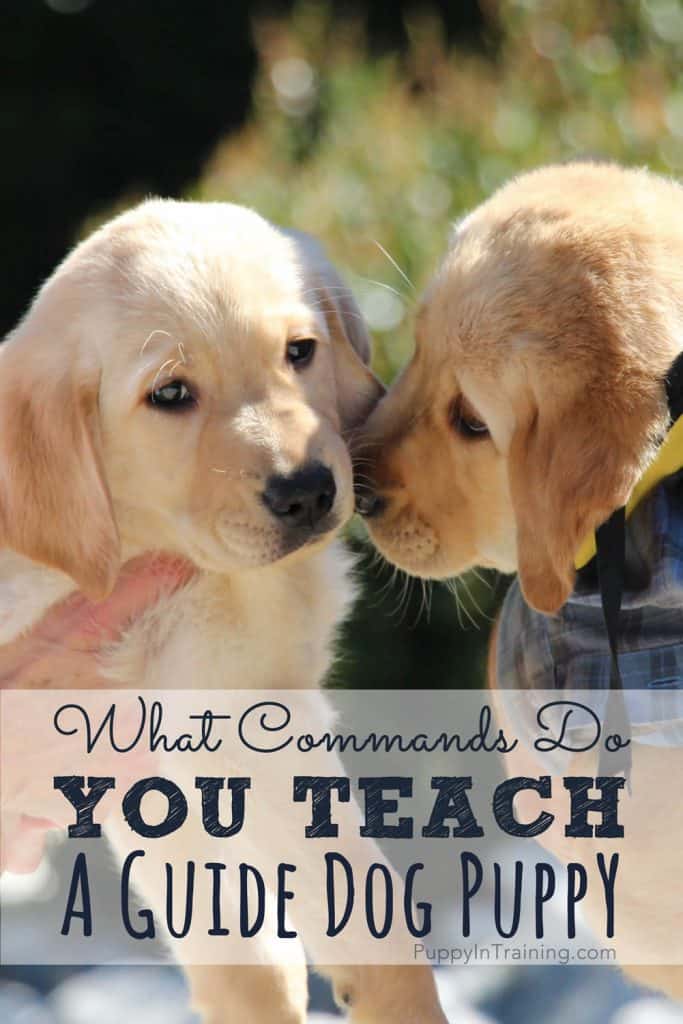 What commands do you teach a guide dog puppy?