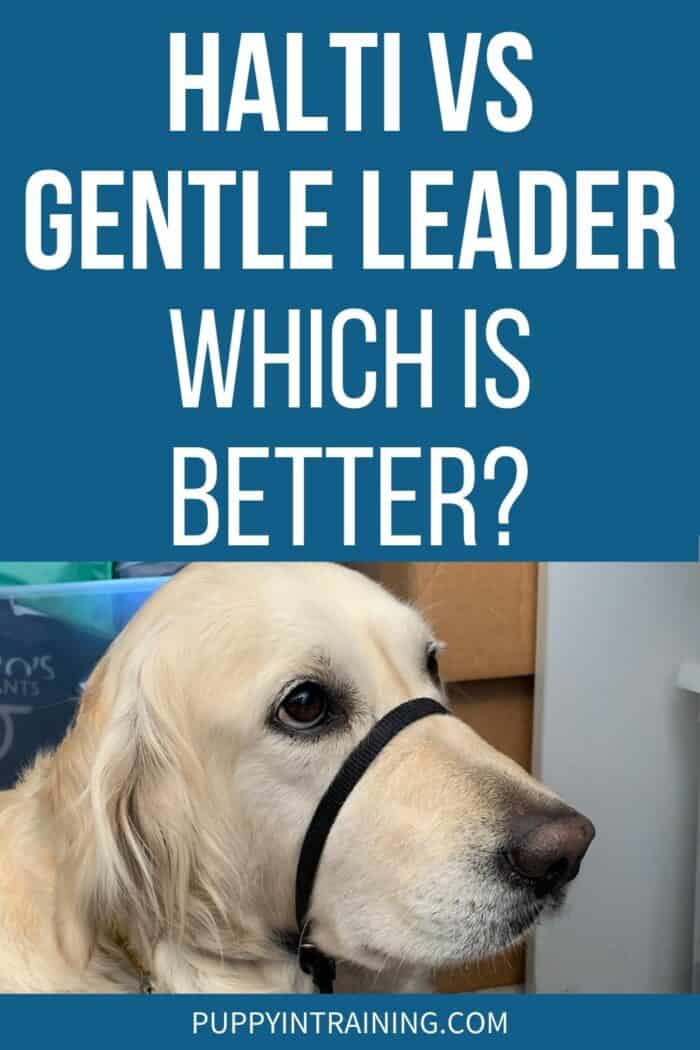 Halti Vs Gentle Leader - Which Is Better? - Golden Retriever wearing Gentle Leader